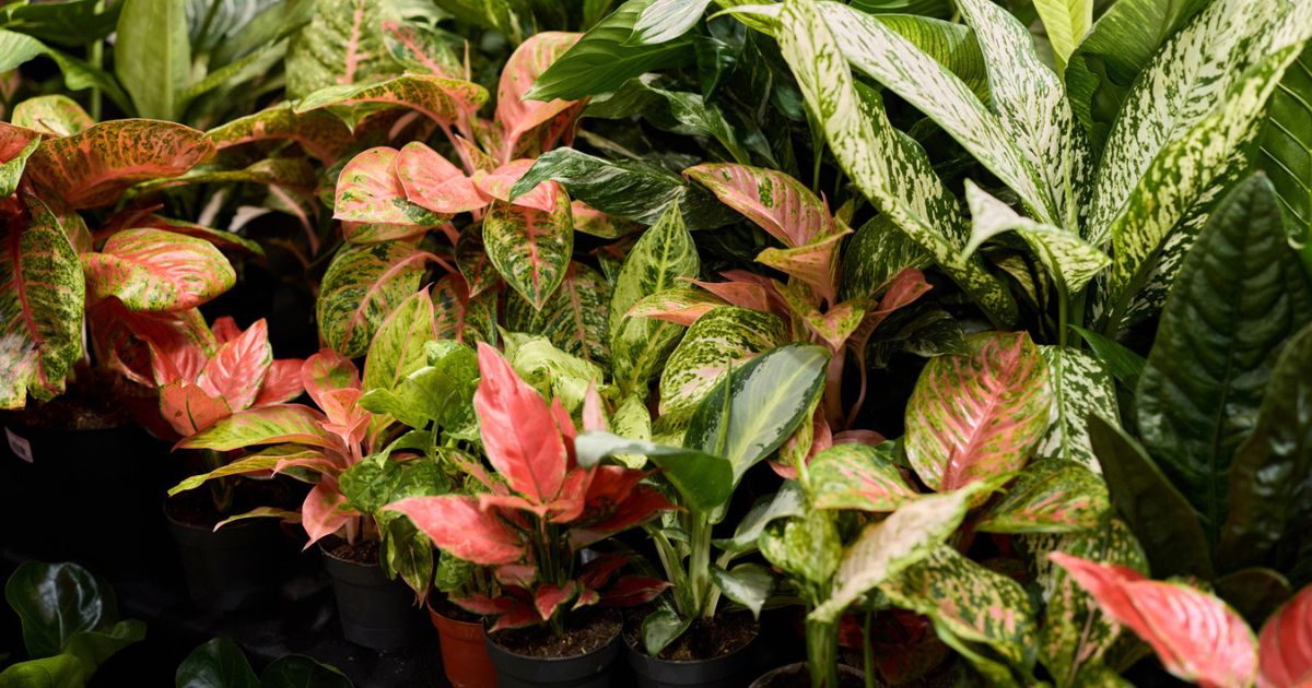 10 Tanaman Hias Populer 2026