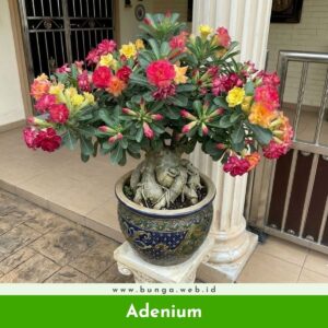 Adenium