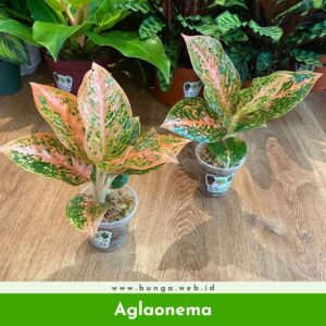 Aglaonema