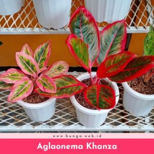 Aglaonema Khanza