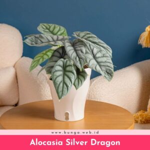 Alocasia Silver Dragon