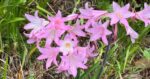 Ciri-Ciri Tanaman Amarilis (Amaryllis sp.)