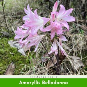 Amaryllis Belladonna