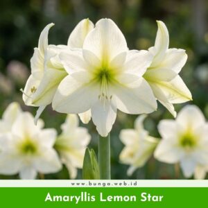 Amaryllis Lemon Star