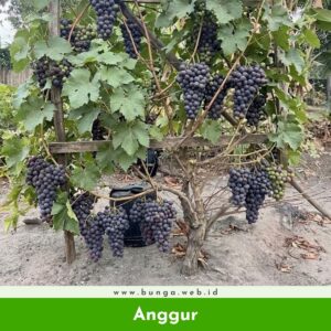 Anggur