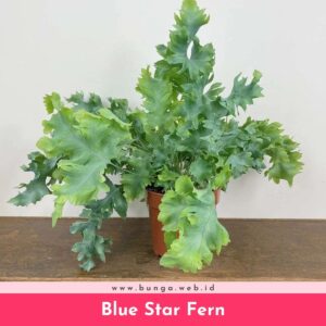 Blue Star Fern