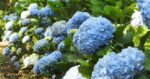 Ciri Ciri Tanaman Bokor atau Hortensia (Hydrangea sp.)