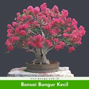 Bonsai Bungur Kecil