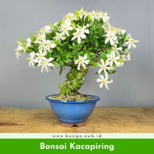 Bonsai Kacapiring
