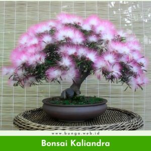 Bonsai Kaliandra