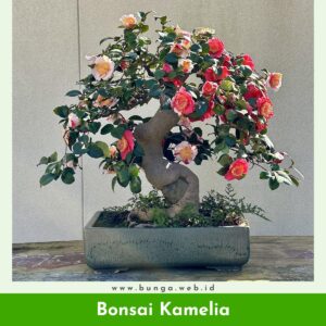 Bonsai Kamelia
