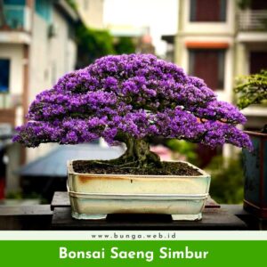 Bonsai Saeng Simbur Terbaik