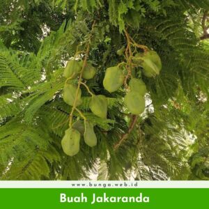 Buah Jakaranda