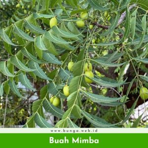 Buah Mimba