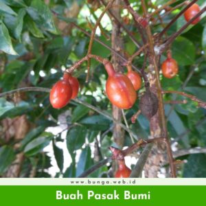 Buah Pasak Bumi