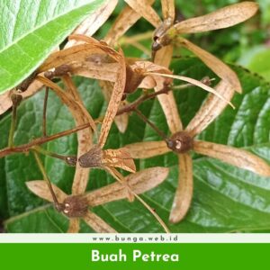 Buah Petrea