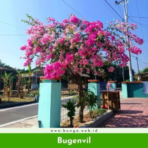 Bugenvil