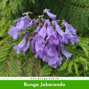 Bunga Jakaranda
