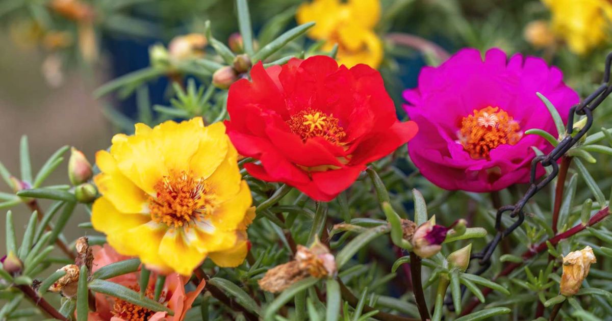 10 Bunga Liar yang Bisa Jadi Tanaman Hias