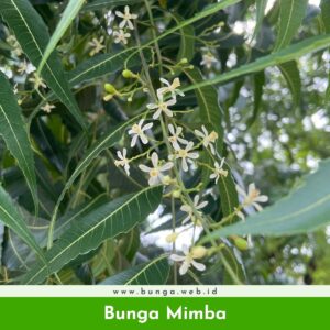Bunga Mimba