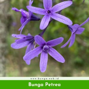 Bunga Petrea