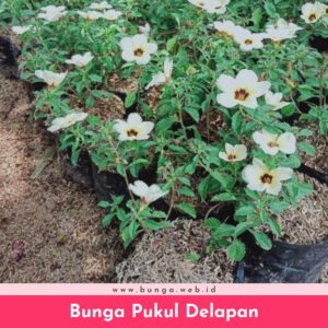 Bunga Pukul Delapan