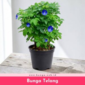 Bunga Telang