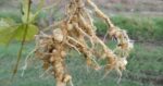 Cara Membasmi dan Mencegah Cacing Nematoda pada Tanaman