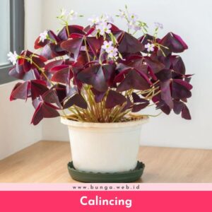 Calincing