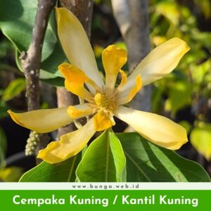 Cempaka Kuning / Bunga Kantil Kuning
