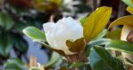 Ciri-Ciri Tanaman Cempaka Piring (Magnolia grandiflora)