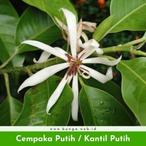 Cempaka Putih / Bunga Kantil Putih
