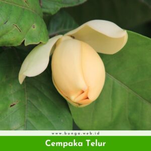 Cempaka Telur