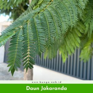 Daun Jakaranda
