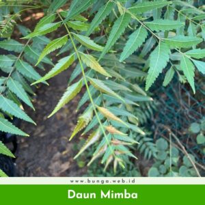 Daun Mimba