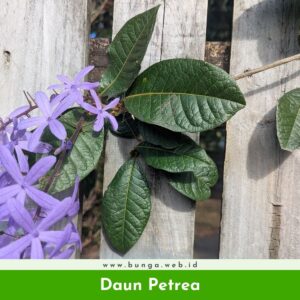 Daun Petrea