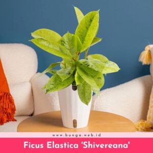 Ficus Elastica 'Shivereana'