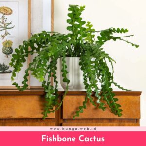 Fishbone Cactus
