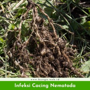 Infeksi Cacing Nematoda
