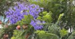 Ciri-Ciri Tanaman Jakaranda (Jacaranda mimosifolia)