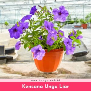 Kencana Ungu Liar