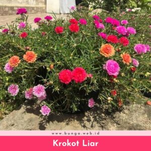 Krokot Liar