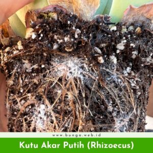 Kutu Akar Putih (Rhizoecus)