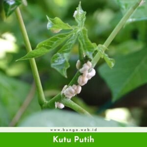 Kutu Putih