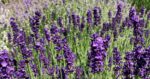 9 Jenis Lavender Terpopuler dan Manfaatnya