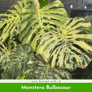 Monstera Bulbasaur