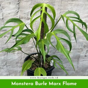 Monstera Burle Marx Flame