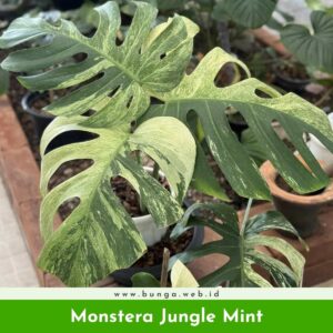 Monstera Jungle Mint