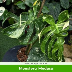 Monstera Medusa