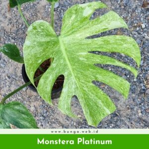 Monstera Platinum